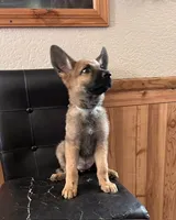Sable With Grey Collar, a female German Shepherd Dog for sale in Fredericktown, MO – 4 of 6