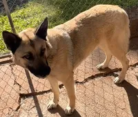 Sable With Black Collar, a female German Shepherd Dog for sale in Fredericktown, MO – 6 of 6