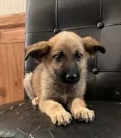 Sable With Black Collar, a female German Shepherd Dog for sale in Fredericktown, MO – 2 of 6