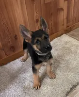 Black with Grey Collar, a female German Shepherd Dog for sale in Fredericktown, MO – 3 of 6