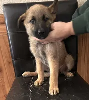 Sable With Green Collar, a male German Shepherd Dog for sale in Fredericktown, MO – 4 of 6