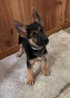 Black with Grey Collar, a female German Shepherd Dog for sale in Fredericktown, MO – 2 of 6