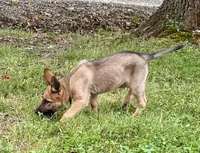 Sable With Grey Collar, a female German Shepherd Dog for sale in Fredericktown, MO – 4 of 10