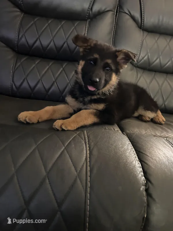 BLUE COLLAR MALE – German Shepherd Dog puppy for sale in Fredericktown, MO