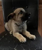 Sable With Black Collar, a female German Shepherd Dog for sale in Fredericktown, MO – 4 of 6
