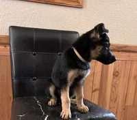 Black With Tan Collar, a female German Shepherd Dog for sale in Fredericktown, MO – 3 of 6