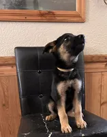 Black With Tan Collar, a female German Shepherd Dog for sale in Fredericktown, MO – 4 of 6