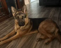Sable With Grey Collar, a female German Shepherd Dog for sale in Fredericktown, MO – 5 of 6
