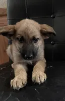 Sable With Black Collar, a female German Shepherd Dog for sale in Fredericktown, MO – 3 of 6