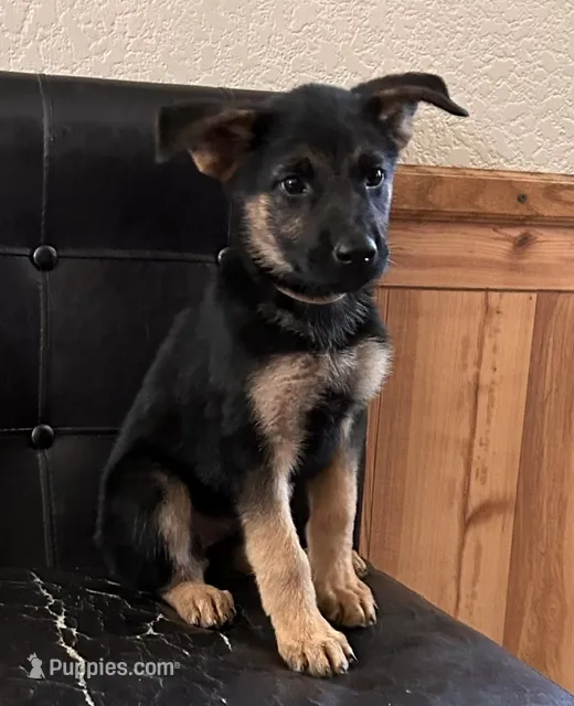 Black With Tan Collar – German Shepherd Dog puppy for sale in Fredericktown, MO