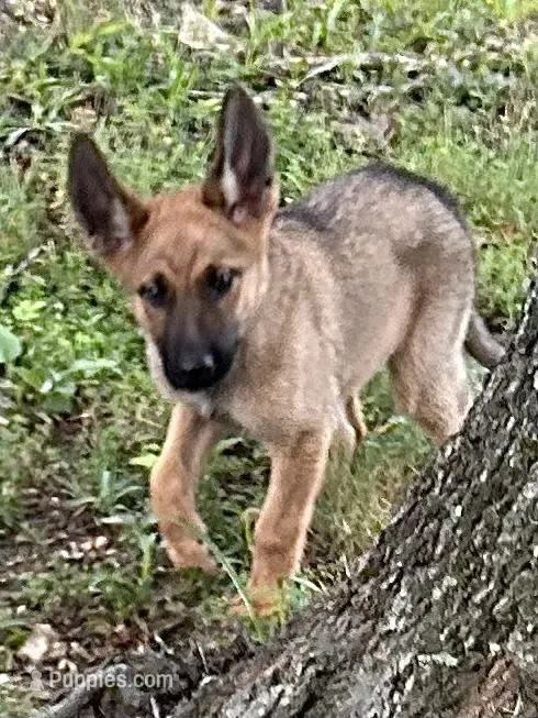 Sable With Grey Collar – German Shepherd Dog puppy for sale in Fredericktown, MO