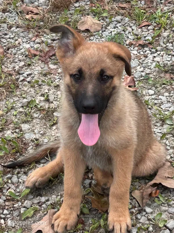 Sable With Green Collar – German Shepherd Dog puppy for sale in Fredericktown, MO