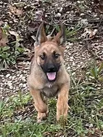 Sable With Grey Collar, a female German Shepherd Dog for sale in Fredericktown, MO – 3 of 10