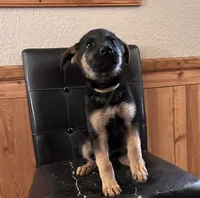 Black With Tan Collar, a female German Shepherd Dog for sale in Fredericktown, MO – 2 of 6