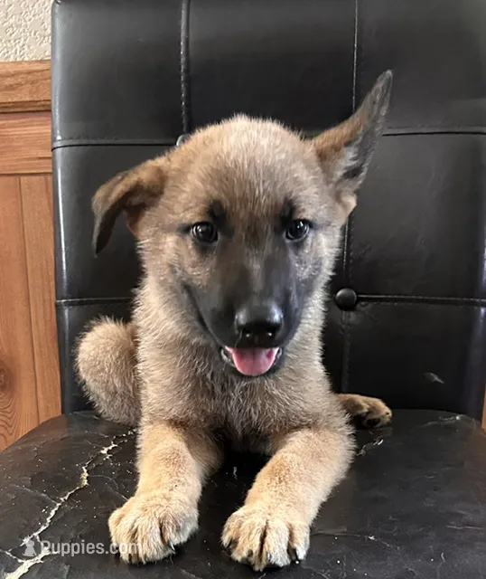 Sable With Green Collar – German Shepherd Dog puppy for sale in Fredericktown, MO