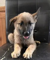 Sable With Green Collar, a male German Shepherd Dog for sale in Fredericktown, MO – 1 of 6