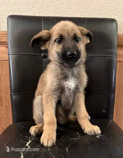 Sable With Black Collar – German Shepherd Dog puppy for sale in Fredericktown, MO