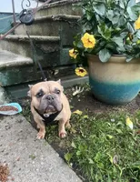 Rocco, a male French Bulldog for sale in Findlay, OH – 6 of 10