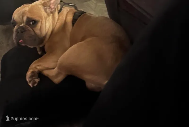 Rocco – French Bulldog puppy for sale in Ada, OH