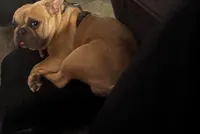 Rocco, a male French Bulldog for sale in Ada, OH – 1 of 3