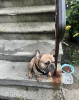 Rocco, a male French Bulldog for sale in Findlay, OH – 4 of 10