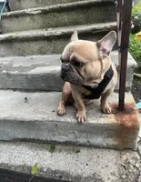 Rocco, a male French Bulldog for sale in Findlay, OH – 2 of 10