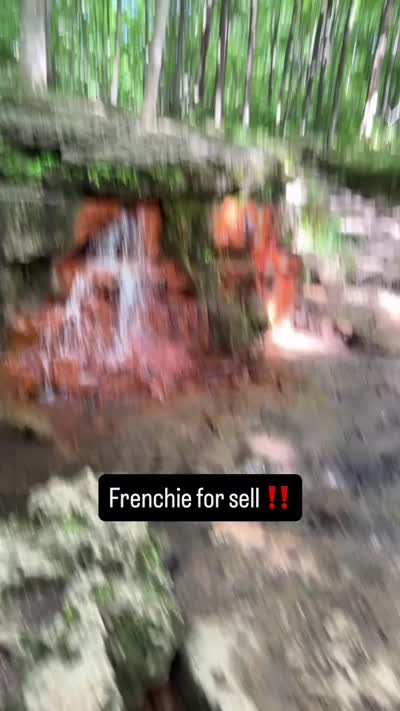 Rocco, a male French Bulldog for sale in Ada, OH – 3 of 3