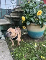 Rocco, a male French Bulldog for sale in Findlay, OH – 7 of 10