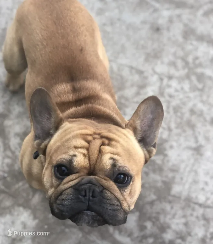 Rocco – French Bulldog puppy for sale in Findlay, OH