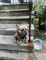 Rocco, a male French Bulldog for sale in Findlay, OH – 5 of 10