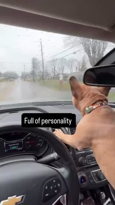 Rocco, a male French Bulldog for sale in Ada, OH – 2 of 3