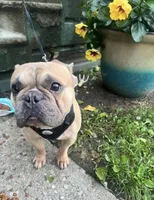 Rocco, a male French Bulldog for sale in Findlay, OH – 8 of 10