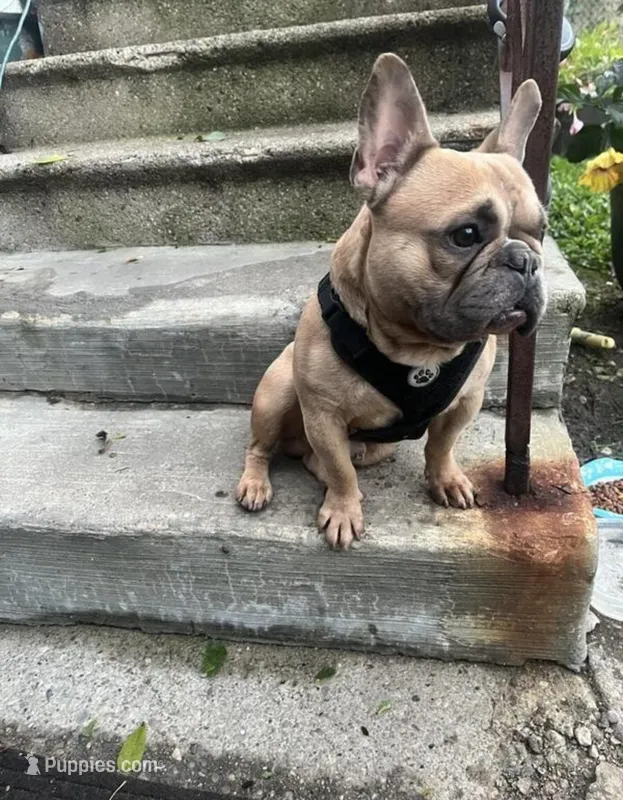 Rocco – French Bulldog puppy for sale in Ada, OH