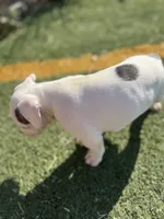 Female pitbull, a female American Pit Bull Terrier for sale in Emmett, ID – 2 of 10