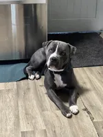 Male pitbull, a male American Pit Bull Terrier for sale in Emmett, ID – 8 of 9