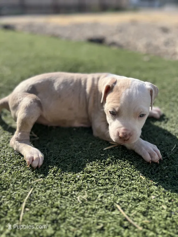 Pitbull  – American Pit Bull Terrier puppy for sale in Emmett, ID