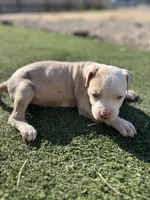 Pitbull , a female American Pit Bull Terrier for sale in Emmett, ID – 1 of 8