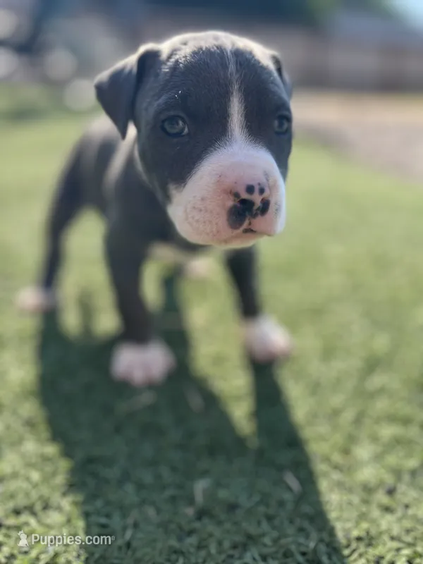 Blue Male pitbull – American Pit Bull Terrier puppy for sale in Emmett, ID