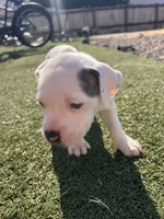 Female pitbull, a female American Pit Bull Terrier for sale in Emmett, ID – 8 of 10