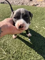 Blue Male pitbull, a male American Pit Bull Terrier for sale in Emmett, ID – 2 of 6