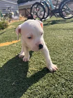 Male pitbull, a male American Pit Bull Terrier for sale in Emmett, ID – 7 of 7