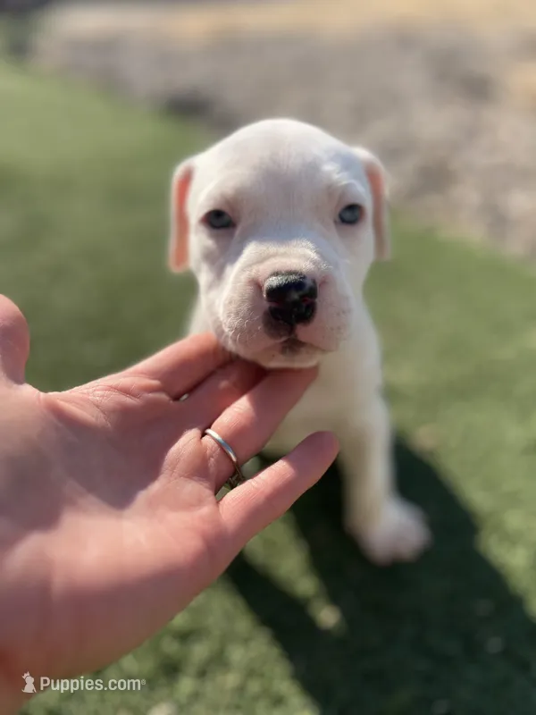 Male pitbull – American Pit Bull Terrier puppy for sale in Emmett, ID