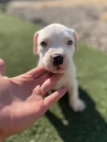 Male pitbull, a male American Pit Bull Terrier for sale in Emmett, ID – 1 of 7