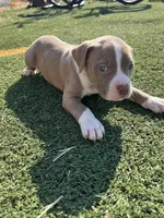 Male Pitbull, a male American Pit Bull Terrier for sale in Emmett, ID – 4 of 8