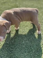 Male Pitbull, a male American Pit Bull Terrier for sale in Emmett, ID – 6 of 8