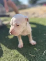 Pitbull , a female American Pit Bull Terrier for sale in Emmett, ID – 2 of 8