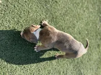 Male pitbull, a male American Pit Bull Terrier for sale in Emmett, ID – 5 of 9