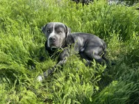 Pitbull , a female American Pit Bull Terrier for sale in Emmett, ID – 7 of 8