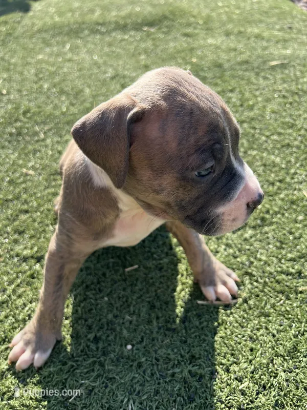 Male pitbull – American Pit Bull Terrier puppy for sale in Emmett, ID