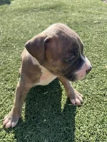 Male pitbull, a male American Pit Bull Terrier for sale in Emmett, ID – 1 of 9
